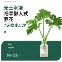 晒物 春羽 5454556 观叶植物 35厘米 春雨20-30+肥料