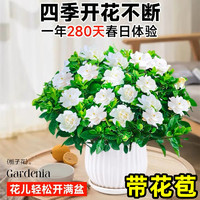 欧根庭 栀子花盆栽 栀子花带花苞（原盆土）+营养液