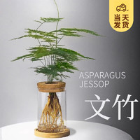 KaiShiguo Plants 开时果 水培植物办公室内桌面文竹（玻璃瓶+竹托） （加赠 营养液） 文竹（含玻璃瓶+竹托）